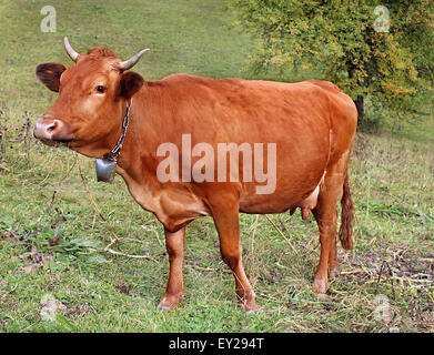 Vache dans un pré, la composition de la nature Banque D'Images