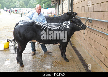 Royal Welsh Show, Powys, Wales, UK en juillet 2015. Photo montre Trevor Lyon du Lincolnshire laver ses bovins Blanc Bleu Belge avant d'exposition dans le salon arena. L'événement attire plus de 7 500 entrées de l'élevage. Banque D'Images