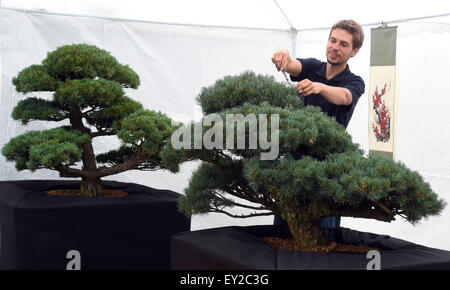 Jardin japonais, le plus grand en Moravie et Silésie, va être créé dans un espace de 4 000 mètres carrés à Opava. Les premiers 100 ans bonsai arbres pour le jardin, est arrivé directement du Japon à Ostrava, en République tchèque, le 15 juillet 2015. Sirotny Lukas imagée avec Pinus parviflora. (Photo/CTK Jaroslav Ozana) Banque D'Images