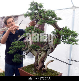 Jardin japonais, le plus grand en Moravie et Silésie, va être créé dans un espace de 4 000 mètres carrés à Opava. Les premiers 100 ans bonsai arbres pour le jardin, est arrivé directement du Japon à Ostrava, en République tchèque, le 15 juillet 2015. Sirotny avec Lukas photo Juniperus chinensis. (Photo/CTK Jaroslav Ozana) Banque D'Images