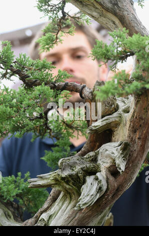 Jardin japonais, le plus grand en Moravie et Silésie, va être créé dans un espace de 4 000 mètres carrés à Opava. Les premiers 100 ans bonsai arbres pour le jardin, est arrivé directement du Japon à Ostrava, en République tchèque, le 15 juillet 2015. Sirotny avec Lukas photo Juniperus chinensis. (Photo/CTK Jaroslav Ozana) Banque D'Images