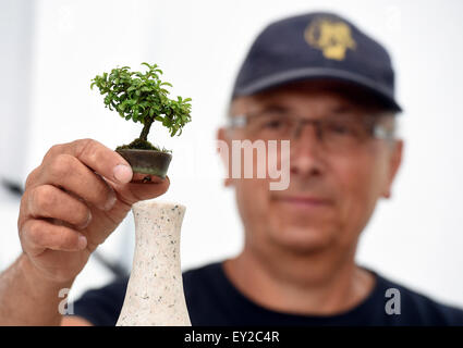 Jardin japonais, le plus grand en Moravie et Silésie, va être créé dans un espace de 4 000 mètres carrés à Opava. Les premiers 100 ans bonsai arbres pour le jardin, est arrivé directement du Japon à Ostrava, en République tchèque, le 15 juillet 2015. Sirotny avec Josef imagée dix-année-vieux Buxus microphylla. (Photo/CTK Jaroslav Ozana) Banque D'Images