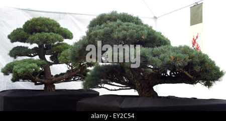 Jardin japonais, le plus grand en Moravie et Silésie, va être créé dans un espace de 4 000 mètres carrés à Opava. Les premiers 100 ans bonsai arbres pour le jardin, est arrivé directement du Japon à Ostrava, en République tchèque, le 15 juillet 2015. Juniperus chinensis imagée. (Photo/CTK Jaroslav Ozana) Banque D'Images