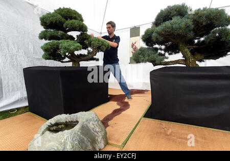 Jardin japonais, le plus grand en Moravie et Silésie, va être créé dans un espace de 4 000 mètres carrés à Opava. Les premiers 100 ans bonsai arbres pour le jardin, est arrivé directement du Japon à Ostrava, en République tchèque, le 15 juillet 2015. Sirotny Lukas imagée avec Pinus parviflora. (Photo/CTK Jaroslav Ozana) Banque D'Images