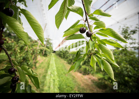 Hiltpoltstein, Allemagne. 20 juillet, 2015. Cerises sur un arbre sur le terrain du centre d'information de fruits Hiltpoltstein, Allemagne, 20 juillet 2015. Le temps sec sur l'action de noyer les agriculteurs. Le comté de Forchheim est le foyer de la plus grande zone de culture de cerises douces contigus. Photo : Nicolas Armer/dpa/Alamy Live News Banque D'Images