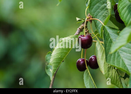 Hiltpoltstein, Allemagne. 20 juillet, 2015. Cerises sur un arbre sur le terrain du centre d'information de fruits Hiltpoltstein, Allemagne, 20 juillet 2015. Le temps sec sur l'action de noyer les agriculteurs. Le comté de Forchheim est le foyer de la plus grande zone de culture de cerises douces contigus. Photo : Nicolas Armer/dpa/Alamy Live News Banque D'Images