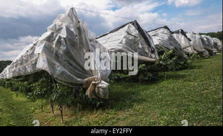 Hiltpoltstein, Allemagne. 20 juillet, 2015. De nombreux cerisiers ont été recouverts d'une bâche sur le terrain du centre d'information de fruits Hiltpoltstein, Allemagne, 20 juillet 2015. Le temps sec sur l'action de noyer les agriculteurs. Le comté de Forchheim est le foyer de la plus grande zone de culture de cerises douces contigus. Photo : Nicolas Armer/dpa/Alamy Live News Banque D'Images