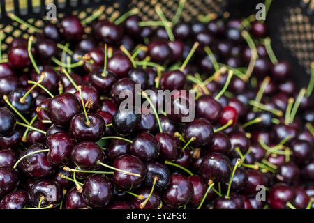 Hiltpoltstein, Allemagne. 20 juillet, 2015. Les cerises sont représentés dans de nombreux Hiltpoltstein, Allemagne, 20 juillet 2015. Le temps sec sur l'action de noyer les agriculteurs. Le comté de Forchheim est le foyer de la plus grande zone de culture de cerises douces contigus. Photo : Nicolas Armer/dpa/Alamy Live News Banque D'Images