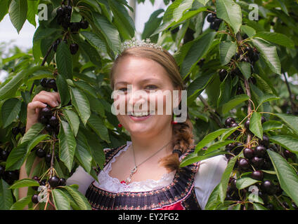 Hiltpoltstein, Allemagne. 20 juillet, 2015. Marina I, cerise reine de Suisse franconienne, pose sur le terrain de l'information centre, à fruits Hiltpoltstein, Allemagne, 20 juillet 2015. Le temps sec sur l'action de noyer les agriculteurs. Le comté de Forchheim est le foyer de la plus grande zone de culture de cerises douces contigus. Photo : Nicolas Armer/dpa/Alamy Live News Banque D'Images