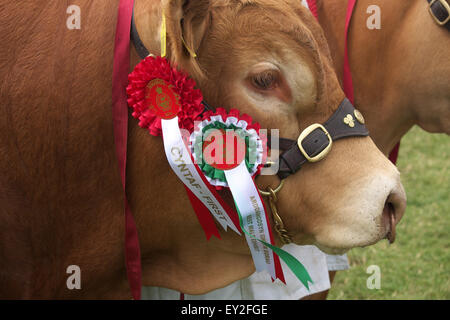 Royal Welsh Show, le Pays de Galles Royaume-uni Juillet, 2015. Premier prix pour la rosette mâle Limousin bull avec des rosaces à l'exposition montrent arena. L'événement attire plus de 7 500 entrées de l'élevage. Banque D'Images