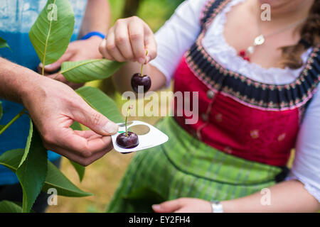 Hiltpoltstein, Allemagne. 20 juillet, 2015. Marina I, Reine de cerise, la Suisse Franconienne prend les mesures de plusieurs cerises sur le terrain du centre d'information de fruits Hiltpoltstein, Allemagne, 20 juillet 2015. Le temps sec sur l'action de noyer les agriculteurs. Le comté de Forchheim est le foyer de la plus grande zone de culture de cerises douces contigus. Photo : Nicolas Armer/dpa/Alamy Live News Banque D'Images