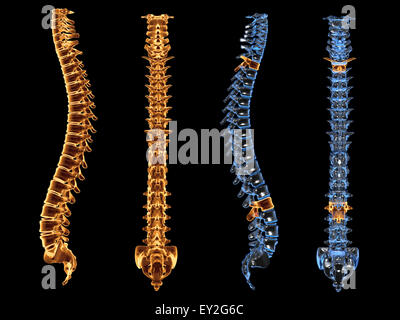 Les rayons x 3d de la colonne vertébrale à l'avant et de côté Banque D'Images