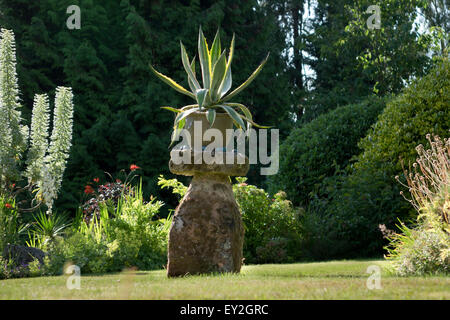 Fonction d'Aloe Vera plant in garden Banque D'Images