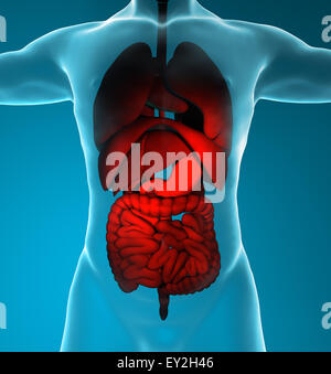 Rendu 3d illustration du système respiratoire et digestif mâle Banque D'Images