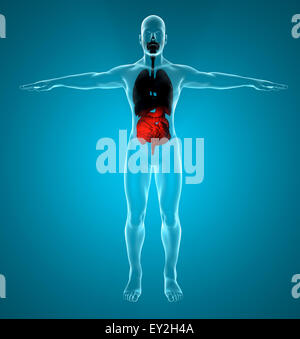 Rendu 3d illustration du système respiratoire et digestif mâle Banque D'Images