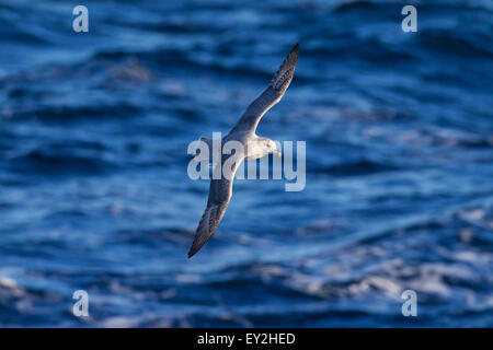 Le fulmar boréal / Arctic Fulmar (Fulmarus glacialis) en vol au-dessus de la mer Banque D'Images