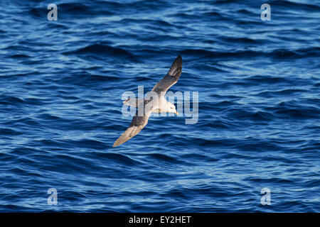 Le fulmar boréal / Arctic Fulmar (Fulmarus glacialis) en vol au-dessus de la mer Banque D'Images