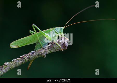 Grande Charte Verte Bushcricket / Great Green Bush-Cricket (Tettigonia viridissima) femelle sur une branche en été Banque D'Images