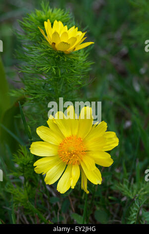 Spring pheasant's eye / false hellebore (Adonis vernalis) en fleurs Banque D'Images