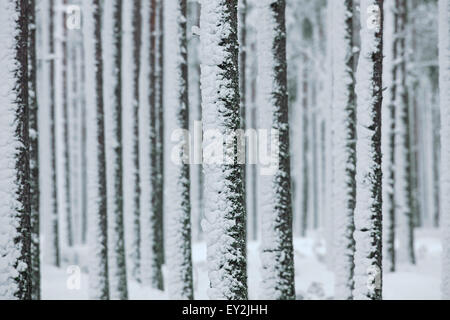 Le pin sylvestre (Pinus sylvestris L.) sur le tronc des arbres dans les forêts de conifères couverts de neige en hiver Banque D'Images