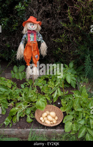 Épouvantail dans veg terrain avec Casablanca pommes de terre nouvelles. Banque D'Images