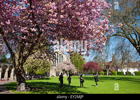 Gens touristes visiteurs à Dean's Park et Minster Library à Spring York North Yorkshire Angleterre Royaume-Uni GB Grande Grande-Bretagne Banque D'Images