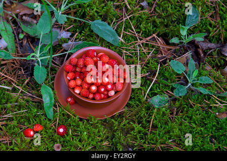 Fraises biologiques sauvages dans un bol plus de mousse verte en forêt close up, l'alimentation biologique Banque D'Images