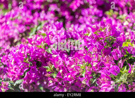 Fleurs de bougainvilliers Banque D'Images