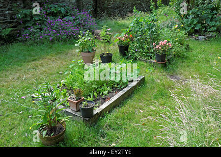 Petit jardin en cour arrière avec des légumes et des fleurs poussant dans des lits surélevés au Pays de Galles UK KATHY DEWITT Banque D'Images