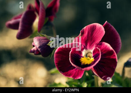 Close-up of red fleurs fleur violette (Viola odorata) au printemps pré. Banque D'Images