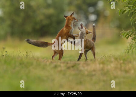 Le Red Fox Oursons jouant dans la soirée. Banque D'Images