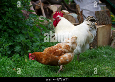 Coq et poule hybride gratuitement dans le jardin arrière Banque D'Images