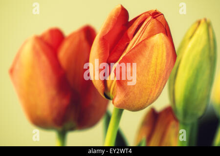 Vintage tulipes rouges dans les tons de jaune couleur. Banque D'Images