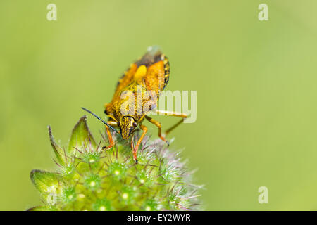 Bug sur l'écran jaune fleurs moelleuses close-up. Floue fond vert. Banque D'Images