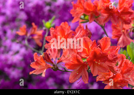 Violet et Rouge Azalea arbustes dans le jardin de Buckland Abbey, Yelverton, Devon, Angleterre Banque D'Images