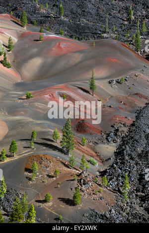 Dunes peint avec des pins, Lassen Volcanic National Park, California, United States of America Banque D'Images