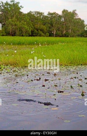 Des crocodiles dans l'eau jaune billabong dans le Kakadu National Park Banque D'Images