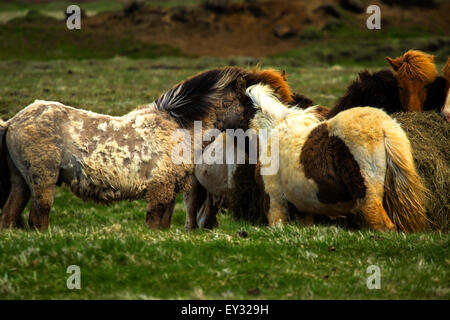 Chevaux Islandais en pâturage qui nourrit des balles de foin. L'Islande Banque D'Images