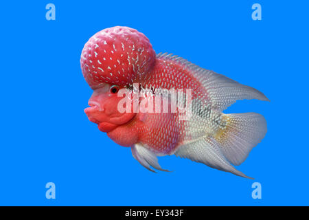 Cichlidés flowerhorn ou cichlasoma poisson dans l'aquarium Banque D'Images