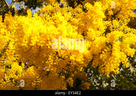 Merimbula Wattle (mimosa) ou d'Acacia baileyana, Melbourne, Australie, son blossom annonçant la fin de l'hiver Banque D'Images