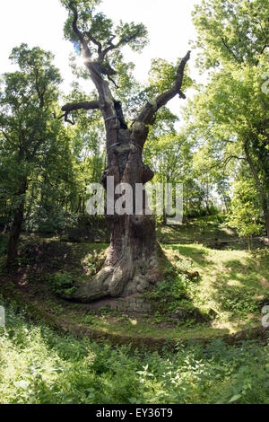 Arbre de chêne mémorable - chêne de 800 ans Banque D'Images