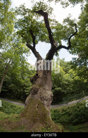 Image de l'arbre de chêne mémorable - chêne de 800 ans Banque D'Images