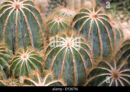 Parodia magnifica. Ball cactus poussant dans un environnement protégé. Banque D'Images