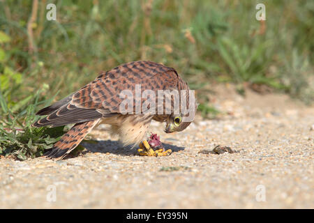 Faucon crécerelle (Falco tinnunculus), les jeunes nourrir les oiseaux capturés sur une souris, sur le terrain, le lac de Neusiedl, Burgenland, Autriche Banque D'Images