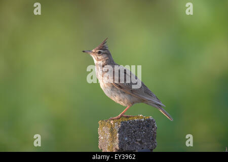 (Galerida cristata Crested Lark) assis sur un poteau, le lac de Neusiedl, Burgenland, Autriche Banque D'Images