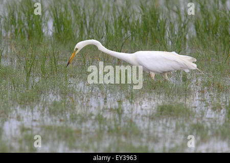 Grande Aigrette (Ardea alba, Casmerodius albus), chasse en eau peu profonde, le lac de Neusiedl, Burgenland, Autriche Banque D'Images