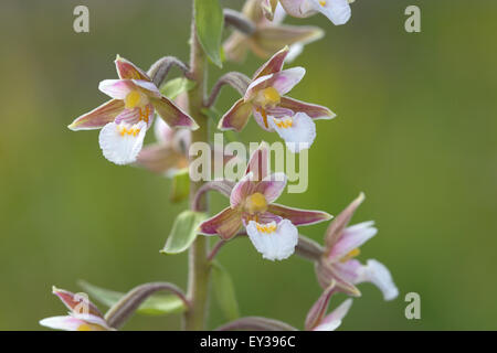 Marsh Helleborine Epipactis palustris), (fleurs, Parc National de l'Eifel, en Rhénanie du Nord-Westphalie, Allemagne Banque D'Images