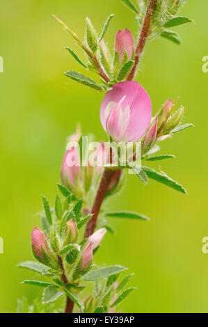(Ononis spinosa Restharrow épineuse), inflorescence, Rhénanie du Nord-Westphalie, Allemagne Banque D'Images