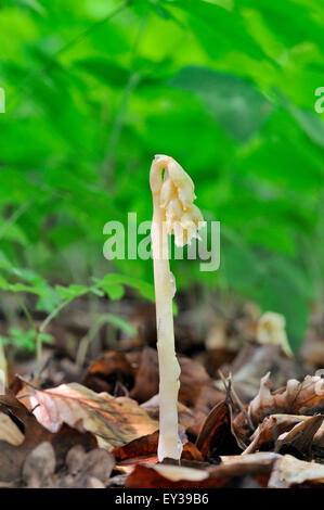 Dutchman's pipe (Monotropa hypopitys), Nordrhein-Westfalen, Allemagne Banque D'Images