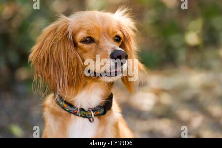 Cocker Spaniel) est un joli chien marron avec de belles oreilles eyeys et de moelleux. Banque D'Images
